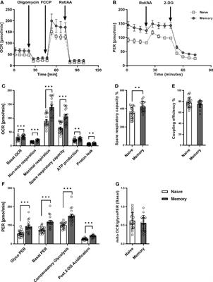 Age-related increase of mitochondrial content in human memory CD4+ T cells contributes to ROS-mediated increased expression of proinflammatory cytokines